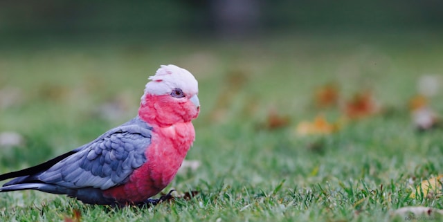 Pink Birds in Florida Galah