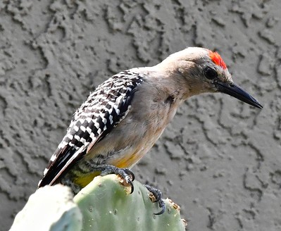 Florida Woodpeckers  Gila Woodpecker