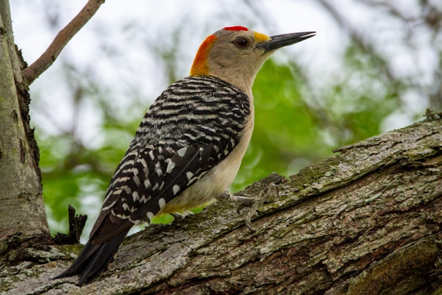 Florida Woodpeckers Golden-fronted Woodpecker