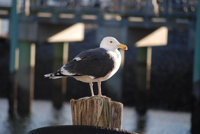 Florida Birds with Long Beaks Great Black-backed Gull