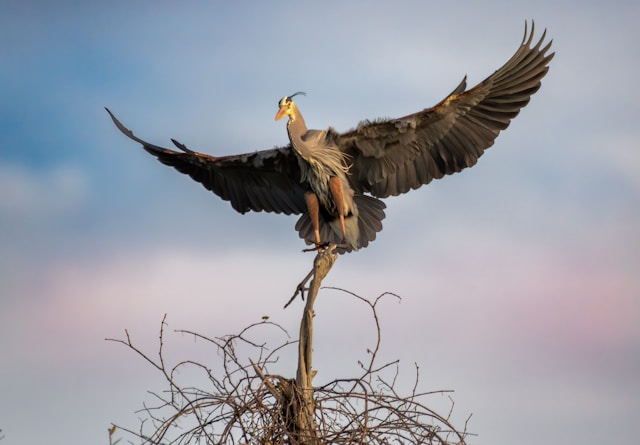 Herons in Florida Great Blue Heron