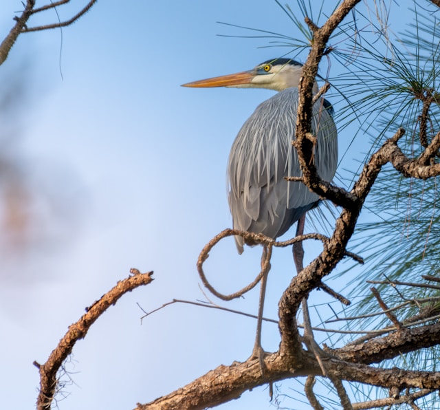 Florida Birds with Long Beaks Great Blue Heron