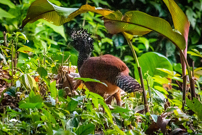 Great Curassow