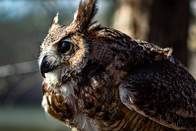 Brown birds in Florida Great Horned Owl