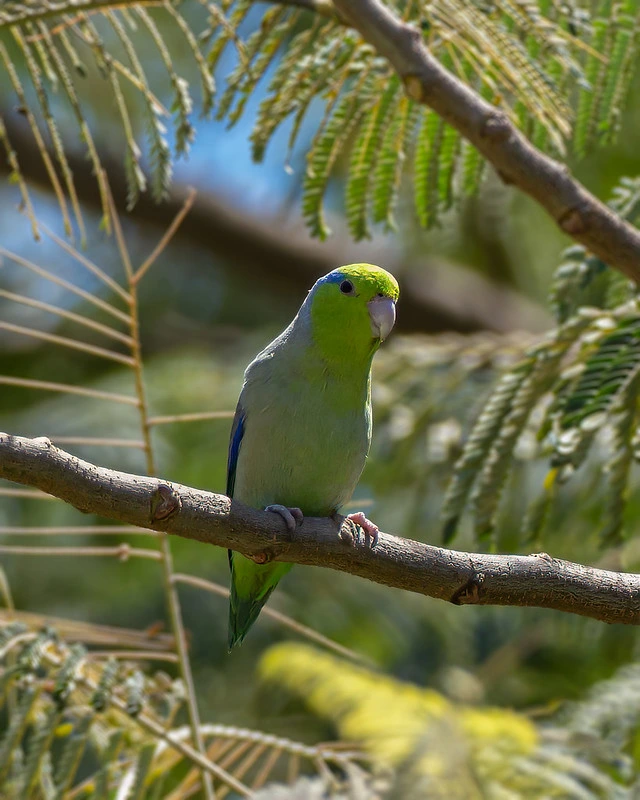 Green Birds in California