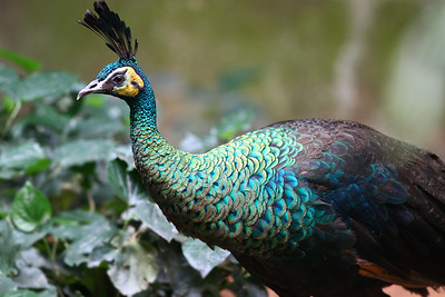  Green Peafowl