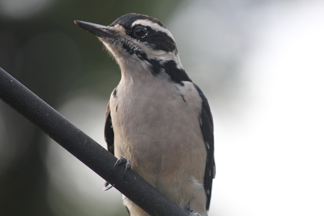  Florida Woodpeckers Hairy Woodpecker