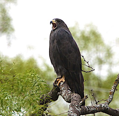 Harris’s Hawk