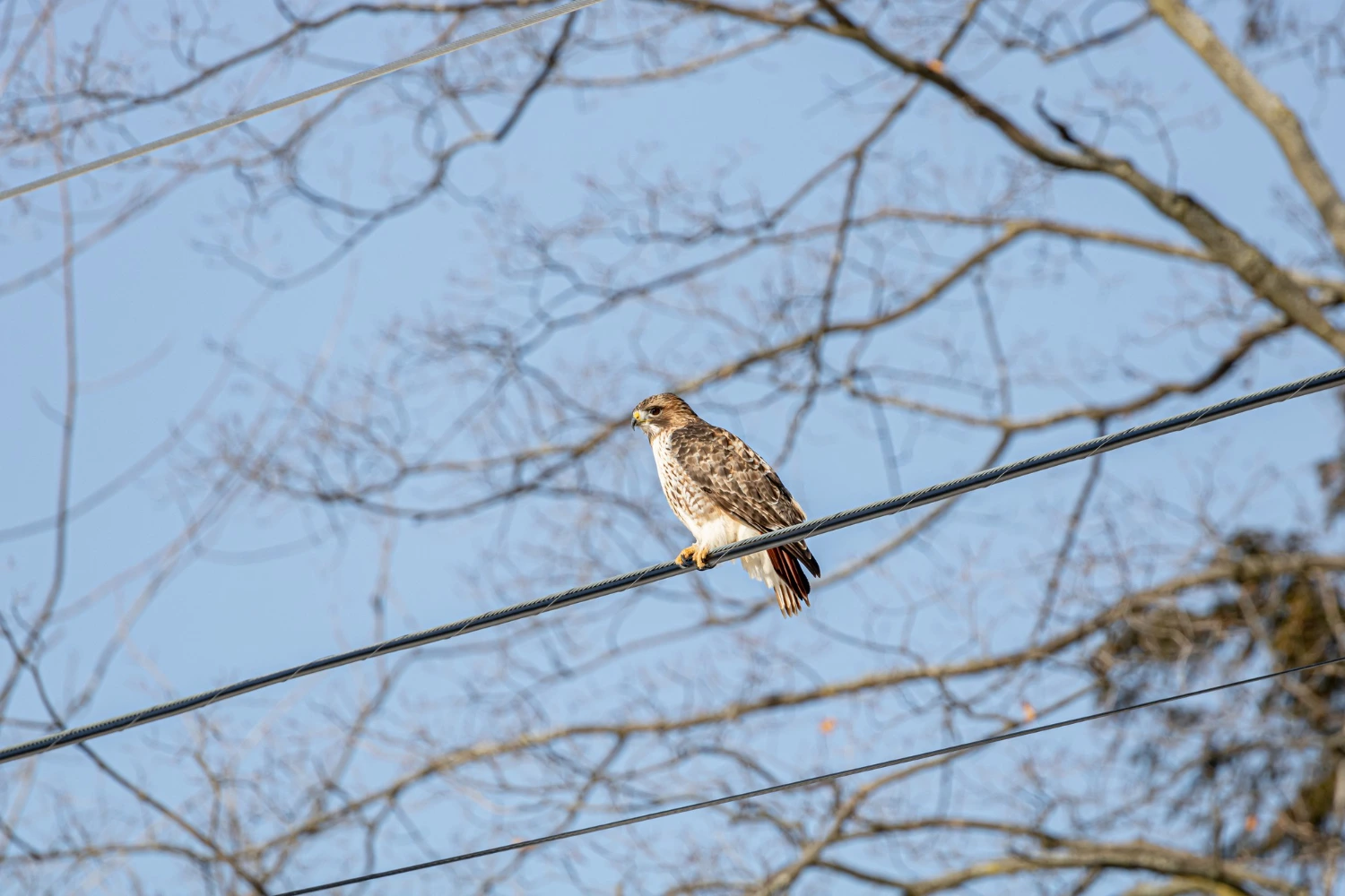 Hawks in Florida