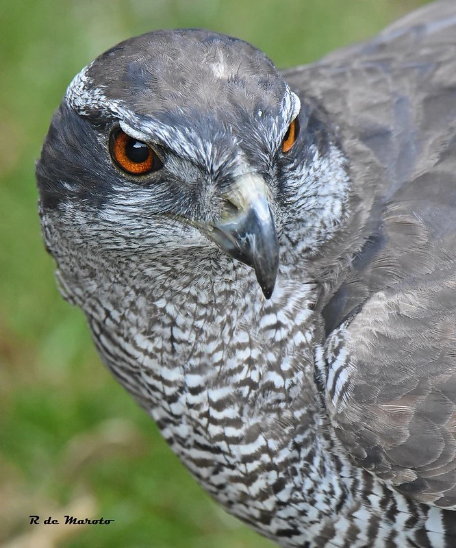 Hawks in Illinois