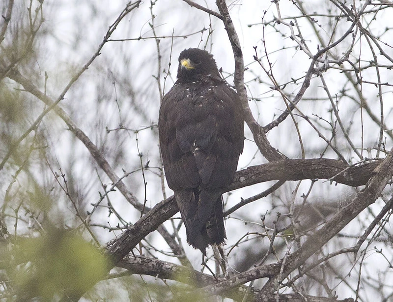 Hawks in Tennessee