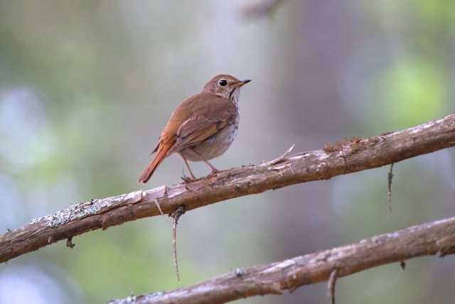 Brown birds in Florida Hermit Thrush