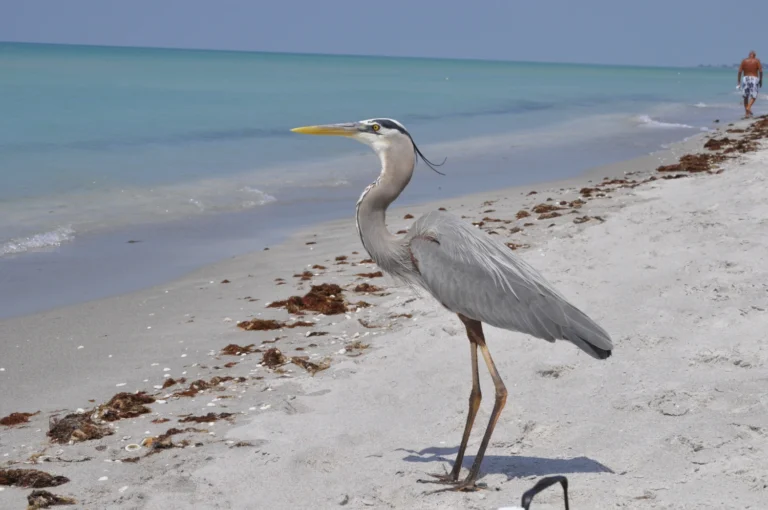 14 Different Types of Herons in Florida 2025