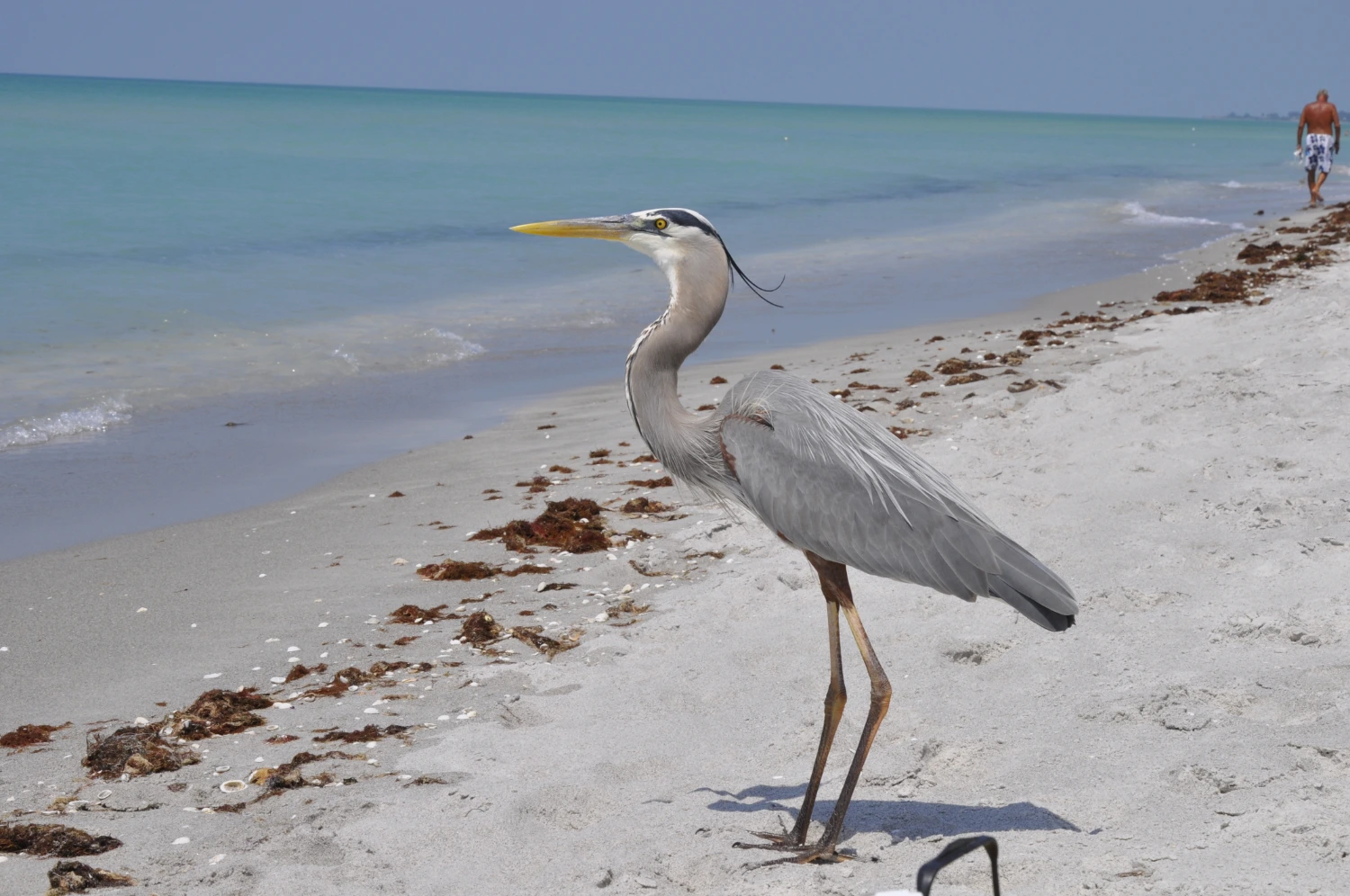 Herons in Florida