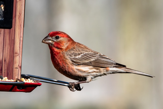 Red Birds in Florida House Finch (Haemorhous mexicanus)