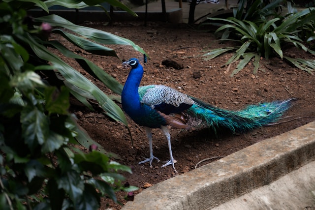 Indian Peafowl 