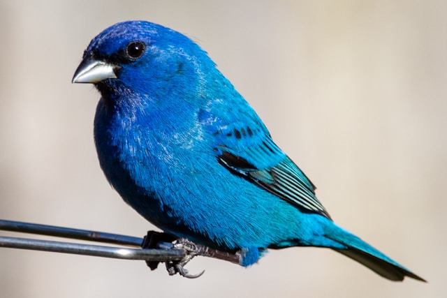 Blue Birds in Florida  Indigo Bunting