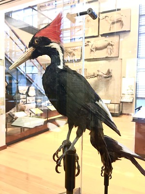 Florida Woodpeckers  Ivory-billed Woodpecker