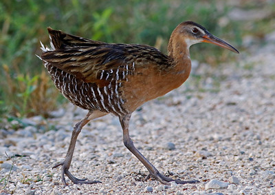 Florida Birds with Long Beaks King Rail