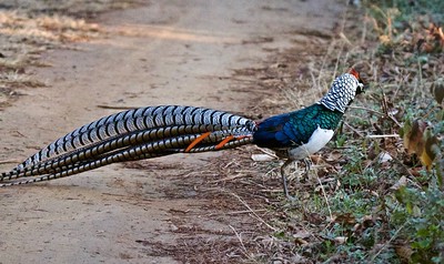 Lady Amherst's Pheasant 