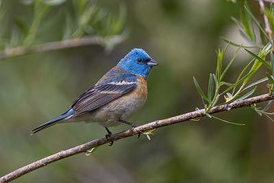 Lazuli Bunting