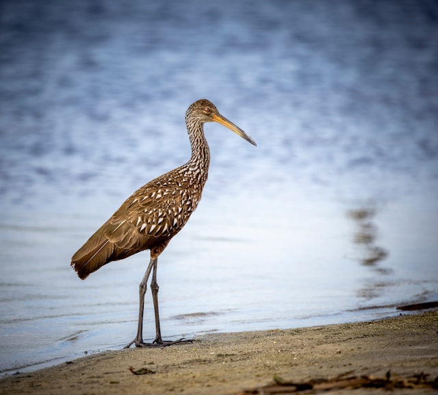 Brown birds in Florida Limpkin