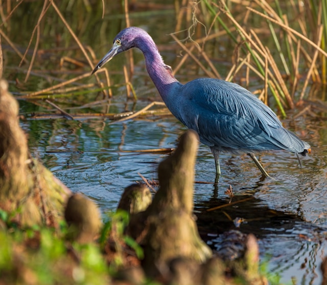Herons in Florida Little Blue Heron