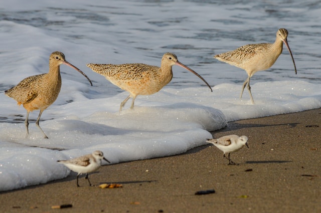 Florida Birds with Long Beaks Long-billed Curlew
