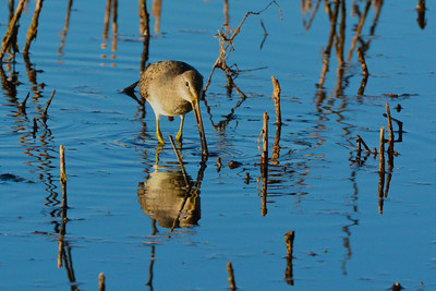 Florida Birds with Long Beaks Long-billed Dowitcher