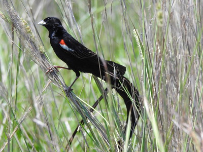 Long-tailed Widowbird 