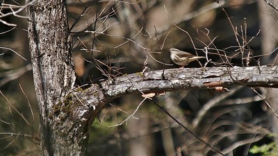 Brown birds in Florida Louisiana Waterthrush