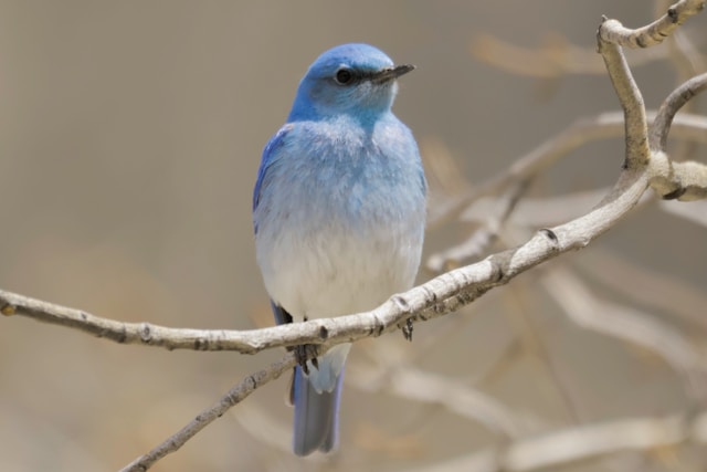 Mountain Bluebird