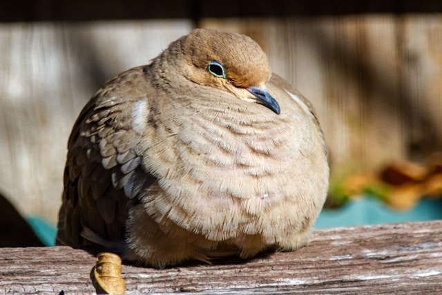 Brown birds in Florida  Mourning Dove