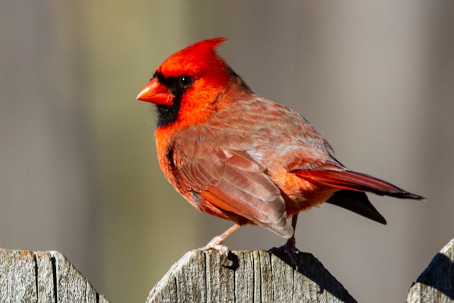 Red Birds in Florida Northern Cardinal