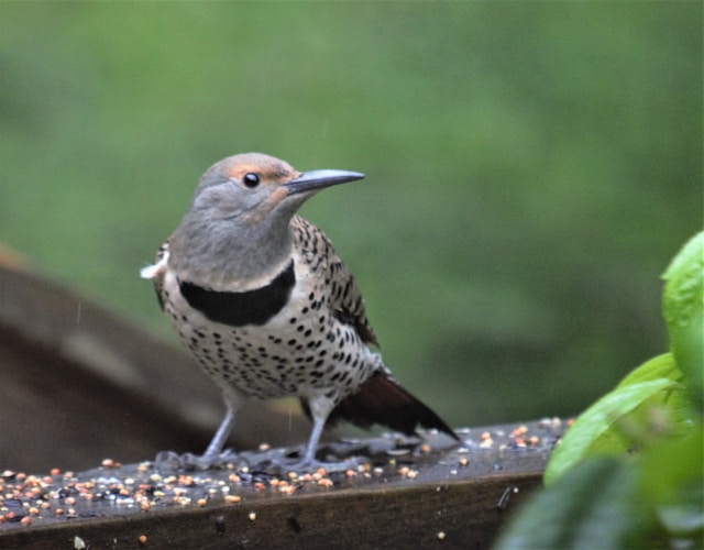 Florida Woodpeckers Northern Flicker