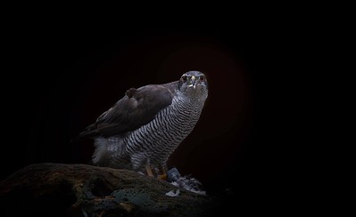 Northern Goshawk