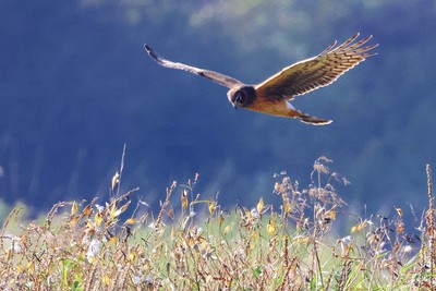  Northern Harrier