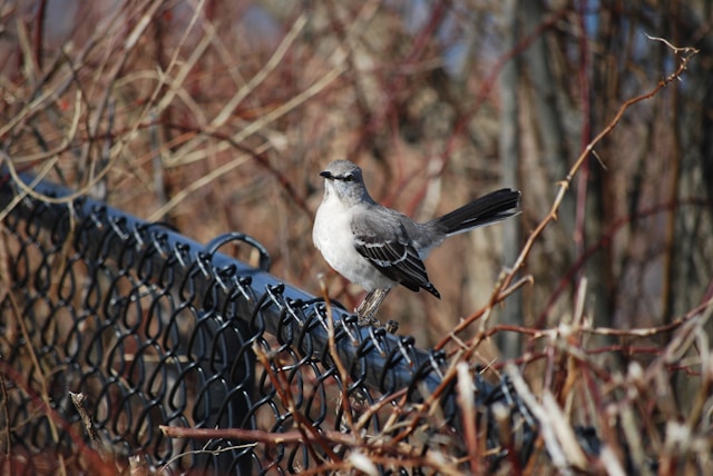 Brown birds in Florida Northern Mockingbird