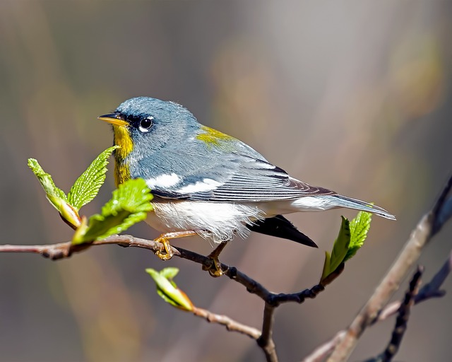 Blue Birds in Florida Northern Parula