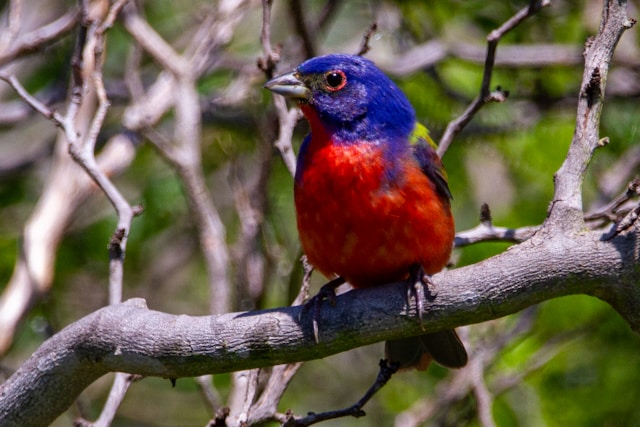 Blue Birds in Florida Painted Bunting