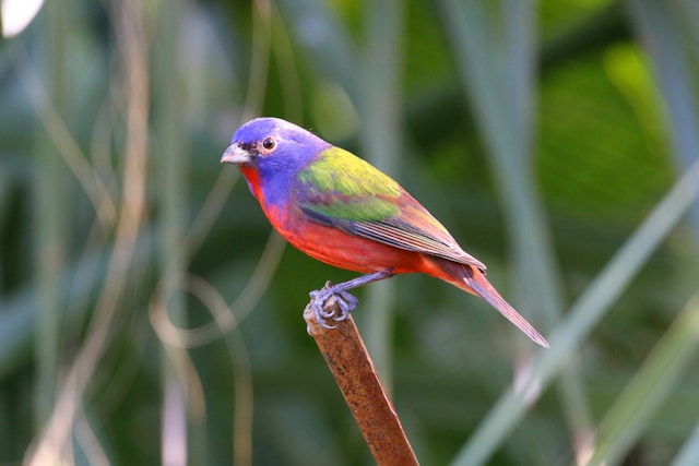 Red Birds in Florida painted Bunting 
