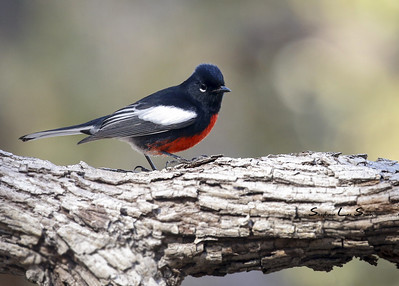 Red Birds in Florida  Painted Redstart