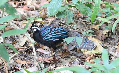 Palawan Peacock-Pheasant 