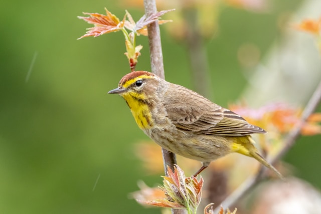 Brown birds in Florida Palm Warbler