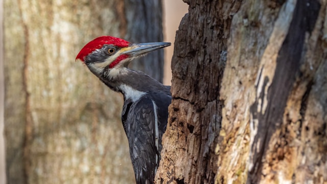 Florida Woodpeckers Pileated Woodpecker