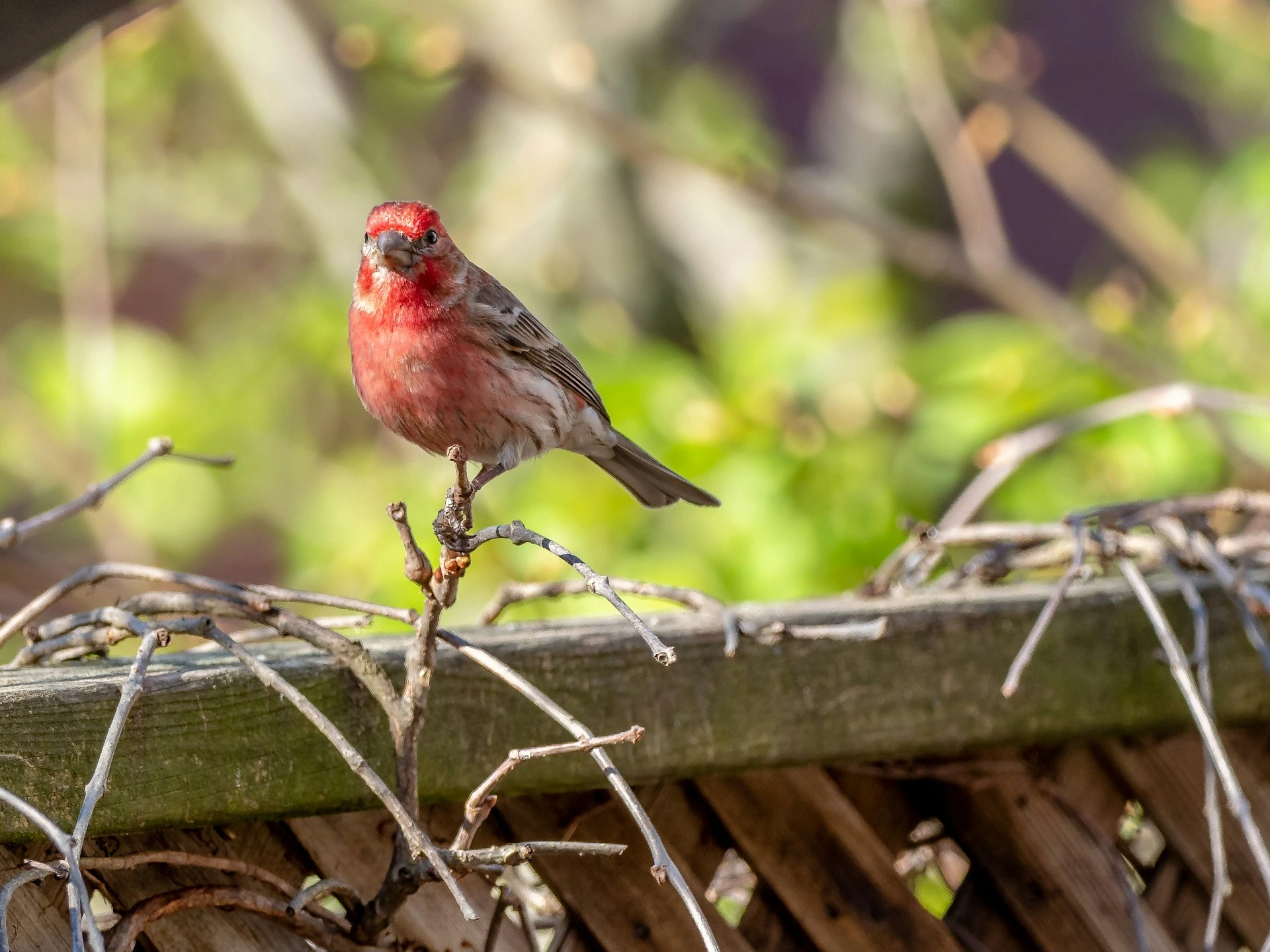 Pink Birds in Florida