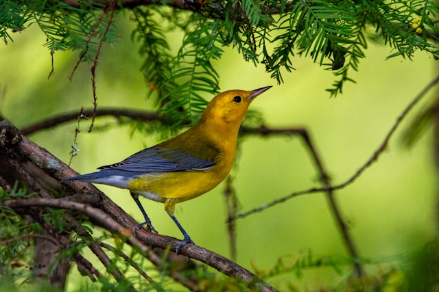 Blue Birds in Florida  Prothonotary Warbler