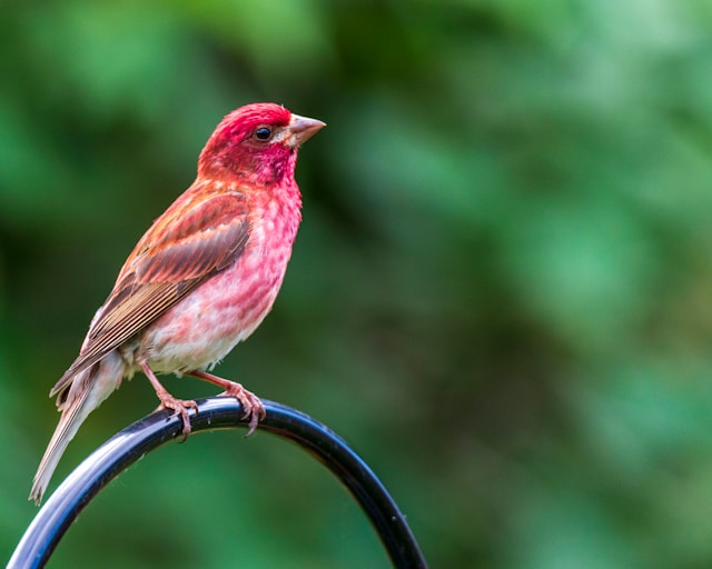 Red Birds in Florida Purple Finch