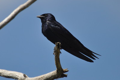 Blue Birds in Florida Purple Martin 