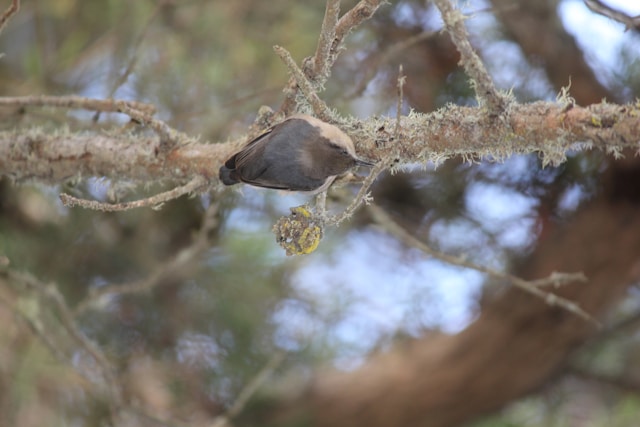 Pygmy Nuthatch